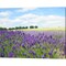 English Lavender Field 1 by Toula Mavridou-Messer 20" x 16" Canvas Wall Art